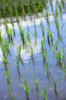 Su dezenfeksiyonu olan pirinç tarlalarının manzarası 