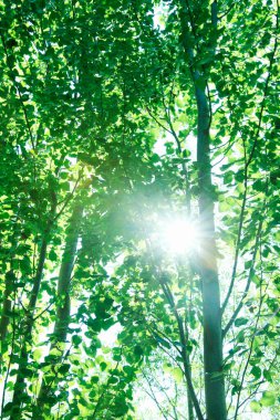 Güneşli bir günde ormandaki yeşil ağaçlar         