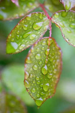 Yağmurdan sonra yeşil yaprakların üzerine bir damla su. doğal arkaplan.