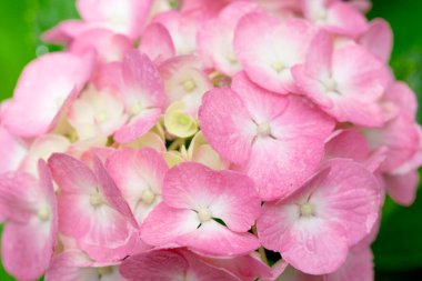 Güzel pembe çiçek kadar kapatın