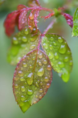 yeşil yapraklar, bitkiler ve yapraklar