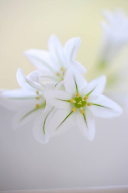 Bahçede beyaz çiçekler