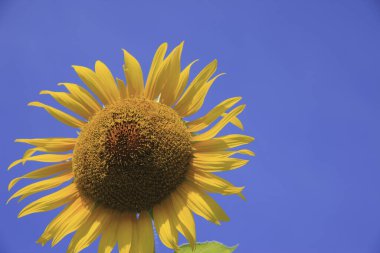 parlak sarı ayçiçeği, flora