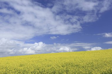 Güzel sarı tecavüz alan