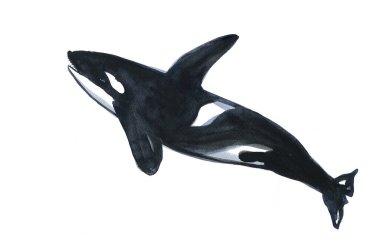 Beyaz arkaplanda balina suluboya çizimi 