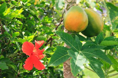 Olgun mango meyveleri ağaçta  