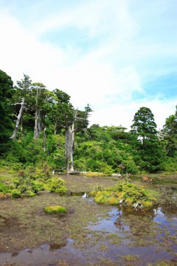 Ormanın yakınındaki nehirde sevimli bir geyik dişi geyiği.