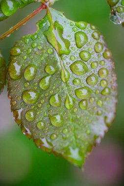 Yeşil yapraklı su damlacıkları.