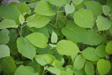 Ağaçtaki yeşil yapraklar