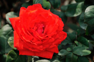 Bahçedeki güzel gül çiçekleri