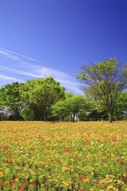 Lale çiçekleriyle güzel bir bahar bahçesi 