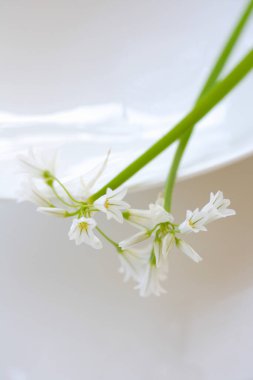 Beyaz arka planda güzel zambak çiçekleri, seçici odak