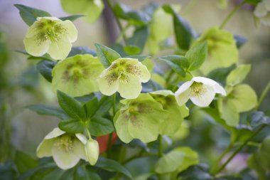 güzel sarı çiçekler ve bahçede yeşil bitkiler             
