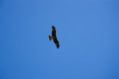 Kuş açık mavi gökyüzünde süzülüyor