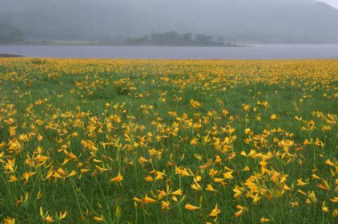 Sarı çiçekler tarlada ve nehirde 