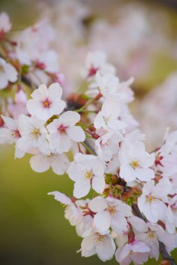 Bahçedeki güzel çiçekler