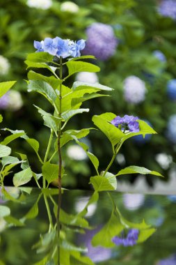 Yaz bahçesinde bir çiçeğe yaklaş