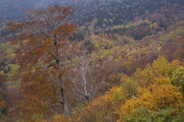 Dağlarda renkli sonbahar ağaçları