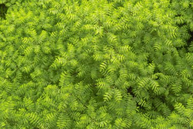 Ormanın arka planında eğreltiotu yaprağı