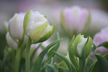 Parlak çiçekli güzel bir bahar bahçesi 