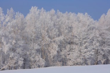 Karlı kış manzarası - ağaçlarla kaplı