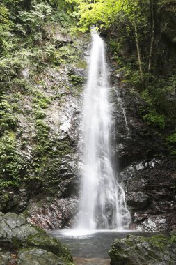 Ormanda güzel bir şelale