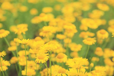 Bahçedeki sarı çiçekler