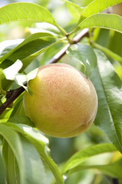 Meyve bahçesindeki ağaçtaki taze organik şeftali meyvesinin yakın plan görüntüsü.           