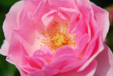 Yaz bahçesindeki güzel pembe gül çiçeğinin yakın plan görüntüsü        