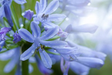 Güzel mavi çiçekler, portre