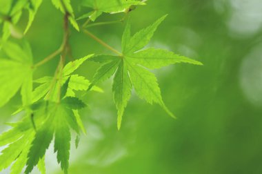 Ormanda yeşil yapraklar, doğa bitki örtüsü