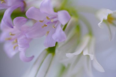 Güzel beyaz çiçeklere yakın, makro manzaralı.