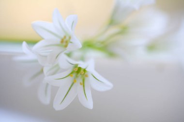 Beyaz arka planda güzel bahar çiçekleri, yakın plan. bahar çiçekleri.