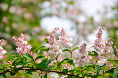Bahçedeki güzel çiçekler