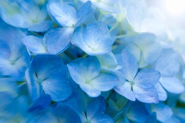 Bahçedeki güzel ortanca çiçekleri, yakın plan.