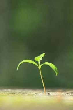 Bulanık doğal arka planda büyüyen yeşil bitkinin yakın plan görüntüsü   
