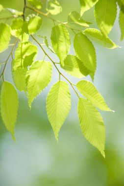 beautiful green leaves on blurred background 
