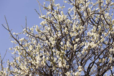 İlkbaharda kiraz çiçekleri, sakura ağaçları                