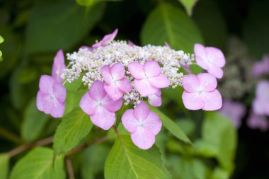 Bahçedeki güzel çiçekler