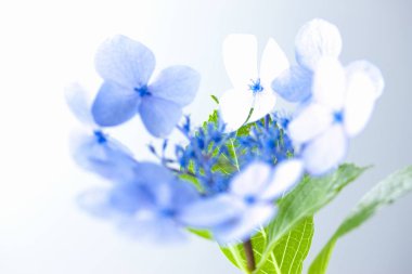 Masadaki mavi çiçekler