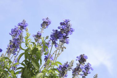 Yazın parkta yetişen güzel çiçekler.