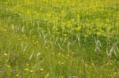 Sarı çiçekli tarla