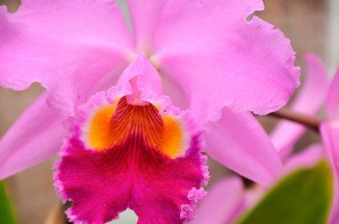 Bahçedeki güzel çiçekler