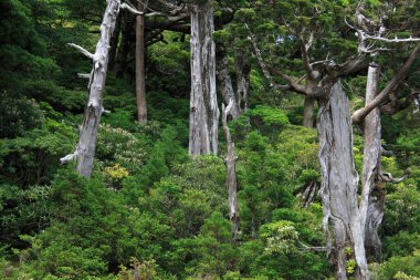 Kurumuş ağaçları orman  