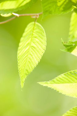 beautiful green leaves on blurred background 