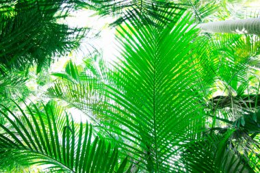 Palmiye yaprakları arka plan, yeşil doğa arka plan
