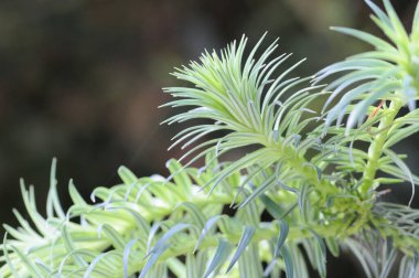 Gündüz vakti doğada yeşil yaprakların kapatılması