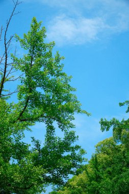 Ormanın güzel manzarası