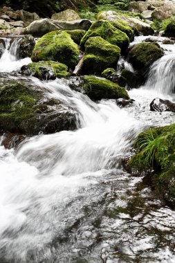 Ormanda güzel bir şelale 