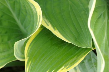 beyaz ve yeşil yaprakların arkaplan dokusu